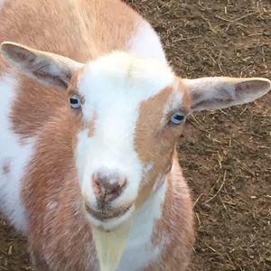 Meet your Posher, Jessie